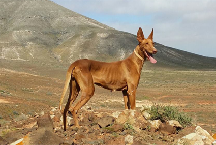 Podenco Canario